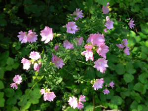 Hollyhock Mallow ALB.jpg © Daniel J. Layton