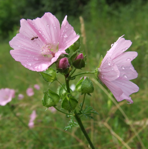 Malva moschata 20060708163508wp.jpg © Albert H.