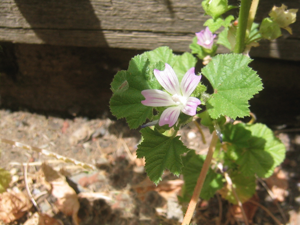 Malva neglecta-flower.jpg © carol