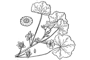 Malva pussilla.jpg © Nathaniel Lord Britton (1859-1934), and A. Brown