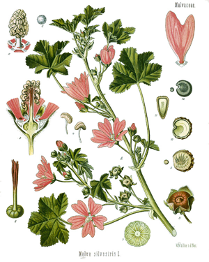 Malva sylvestris - Köhler–s Medizinal-Pflanzen-222.jpg © Köhler, F. E. (Franz Eugen)
