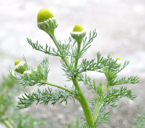 Chamomilla suaveolens kz.jpg © Krzysztof Ziarnek