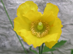 Welsh poppy Meconopsis cambrica.JPG © No machine-readable author provided. Velela assumed (based on copyright claims).