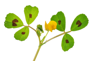 Medicago arabica-001.jpg © User:Amada44