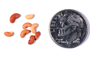 Medicago doliata seeds.JPG © Ninjatacoshell