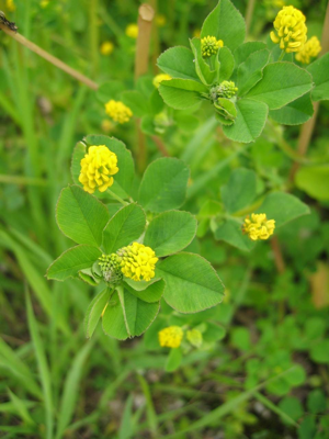 MedicagoLupulina02.jpg © Commons
