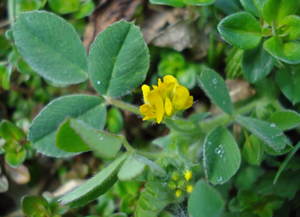 Medicago minima W.jpg © Fornax