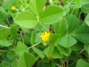 Medicago polymorpha (Flower).jpg © Ixitixel