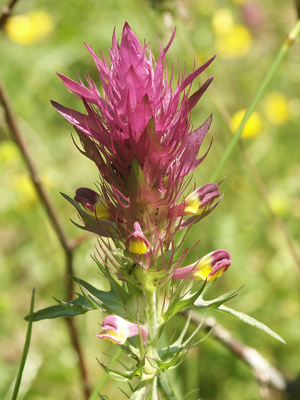 Melampyrum arvense 280505.jpg © Bernd Haynold