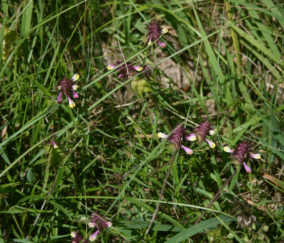 Melampyrum cristatum 3.jpg © Franz Xaver