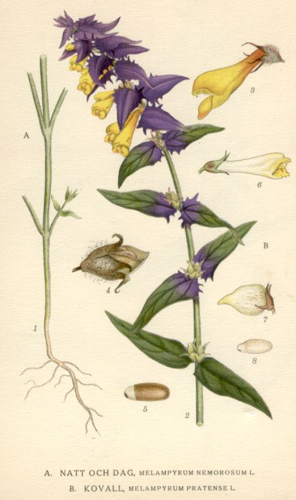 Melampyrum nemorosum.jpg © Commons