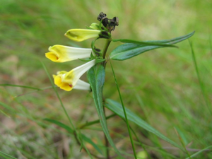 Melampyrum pratense.jpeg © Kristian Peters -- Fabelfroh 09:39, 3 October 2006 (UTC)