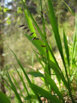 Melica nutans.jpg © User:Tigerente