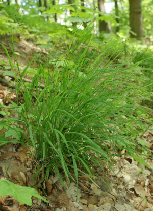 Melica uniflora kz1.jpg © Kenraiz, Krzysztof Ziarnek