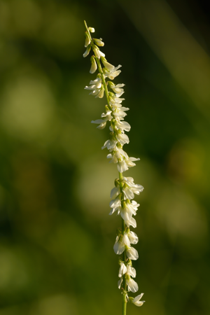 Melilotus albus - valge mesikas.jpg © Ivar Leidus