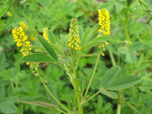 Melilotus indicus (Flower).jpg © Ixitixel