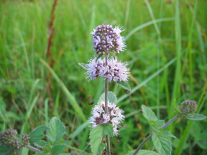 Mentha aquatica bluete.jpeg © Kristian Peters -- Fabelfroh 09:40, 12 March 2007 (UTC)