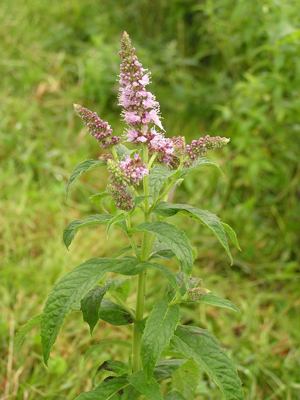 Mentha longifolia 2005.08.02 09.53.56.jpg © Michael Becker