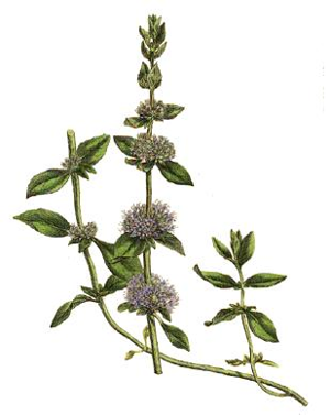 Mentha pulegium.jpg © Commons