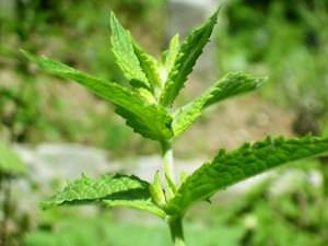 Minze.jpg © Simon Eugster --Simon 13:07, 2 July 2006 (UTC)