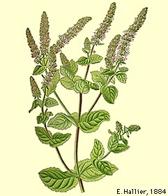 Mentha suaveolens - Hallier.JPG © Commons