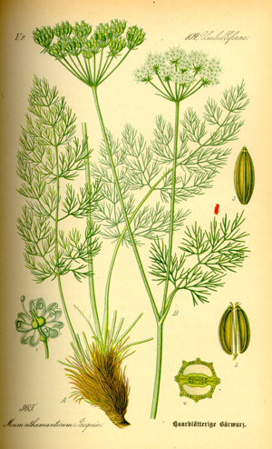 Illustration Meum athamanticum0.jpg © Dr. Otto Wilhelm Thomé