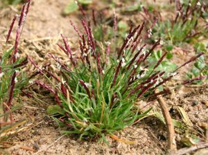 Mibora minima plant.jpg © Gabriele Kothe-Heinrich