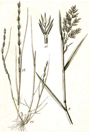 Festuca spp Sturm40.jpg © Johann Georg Sturm (Painter: Jacob Sturm)