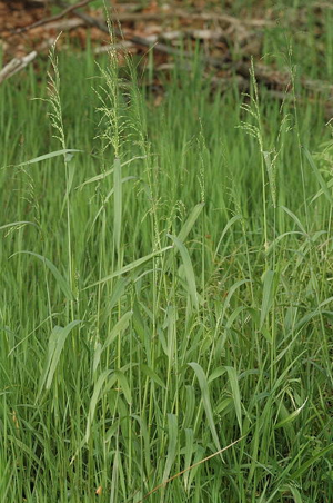 Milium.effusum.2.jpg © James K. Lindsey