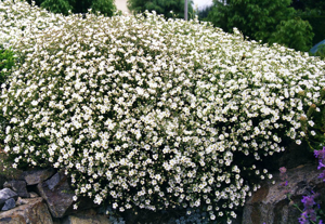 Minuartia capillacea 3.jpg © Ghislain118 (AD) http://www.fleurs-des-montagnes.net