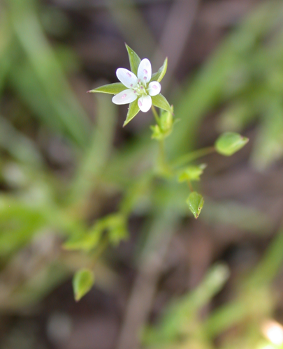 Minuartia hybrida.JPG &copy; Gideon Pisanty (Gidip)
