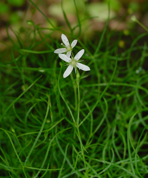 Moehringia Muscosa ip.jpg © Leo Michels