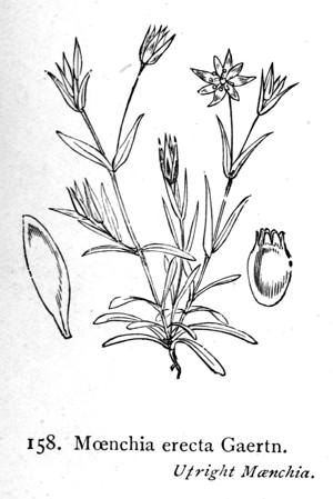 Moenchia erecta i01.jpg © Commons