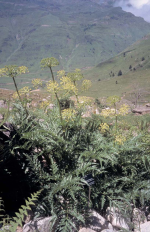 Molopospermum peloponnesiacum.jpg © Meneerke bloem