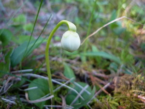 PYROLA UNIFLORA - ALINYÀ.JPG © Isidre blanc