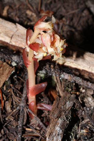 Monotropa hypopitys 0319.JPG © Walter Siegmund (talk)