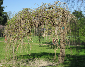 Morus alba by Line1.jpg © Liné1
