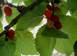 Morus-nigra.JPG © Sten Porse