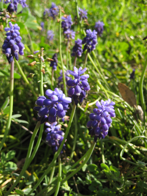 Muscari botryoides Texas.JPG © Liveon001 ©Travis Witt