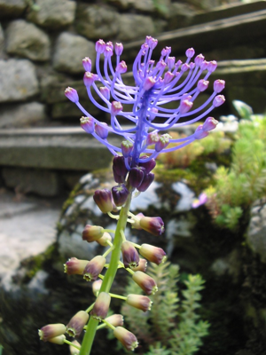 Muscari comosum2.jpg © Commons