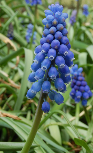 Muscari Neglectum.jpg &copy; Daniel78