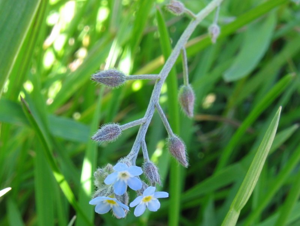 Myosotis arvensis.jpeg © No machine-readable author provided. Fabelfroh assumed (based on copyright claims).