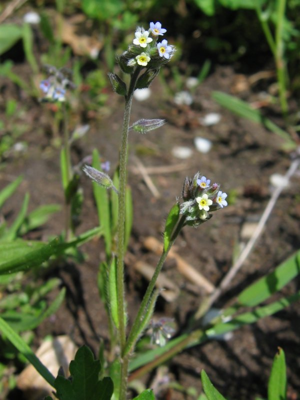 Myosotis discolor habitus.jpeg © Kristian Peters -- Fabelfroh 15:44, 1 September 2006 (UTC)