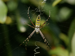Argiope bruennichi QXGA.jpg © Laitche Link to My Website.