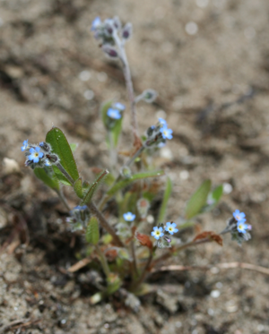 Myosotis ramosissima-02 (xndr).jpg © No machine-readable author provided. Svdmolen assumed (based on copyright claims).