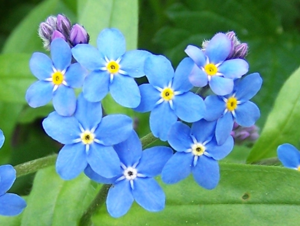 Myosotis palustris a1.jpg © Jerzy Opioła (Poland)