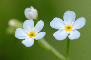Myosotis.secunda.-.lindsey.jpg © James K. Lindsey