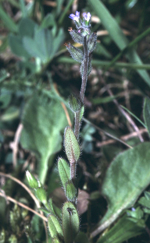 Myosotis stricta eF.jpg © Commons