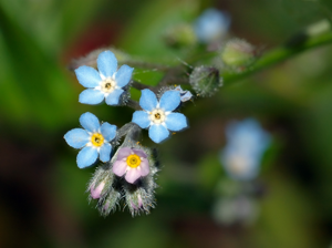 Myosotis sylvatica (aka).jpg © André Karwath aka Aka