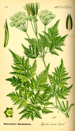 Illustration Myrrhis odorata0.jpg © Commons
